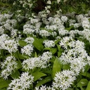 Daslook - Allium Ursinum - BIO