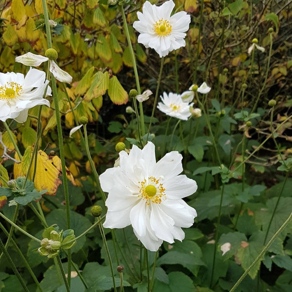 Anemone Honorine Jobert - ORG