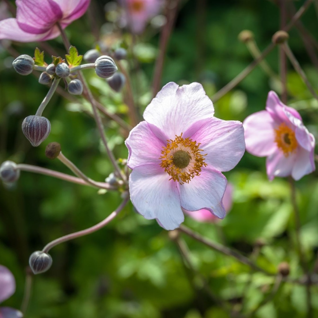 Anemone hup. September Charm - BIO