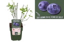 Blueberry Bush - ORG