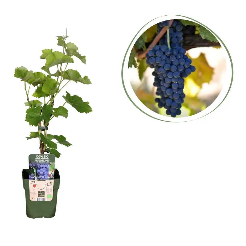 Blauwe Druif (Wijnstok) - BIO