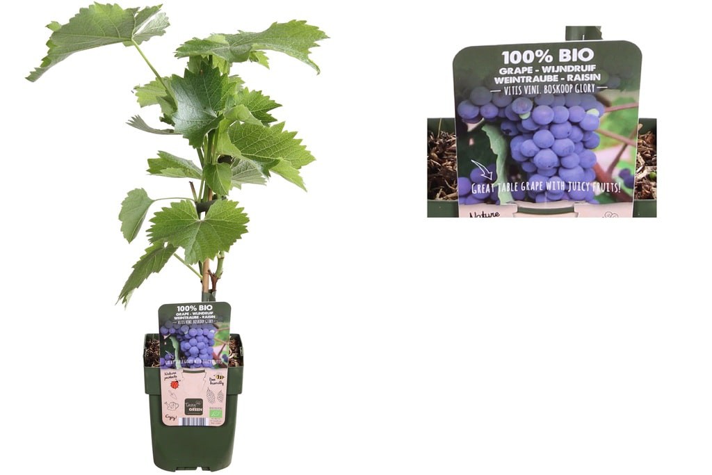 Blue Grape Vine - ORG