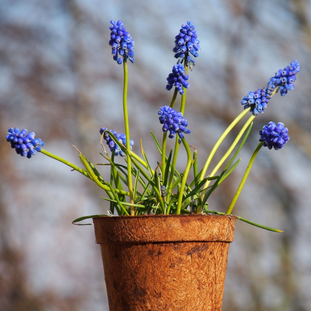 Blaue Traubenhyazinthen im Topf - BIO