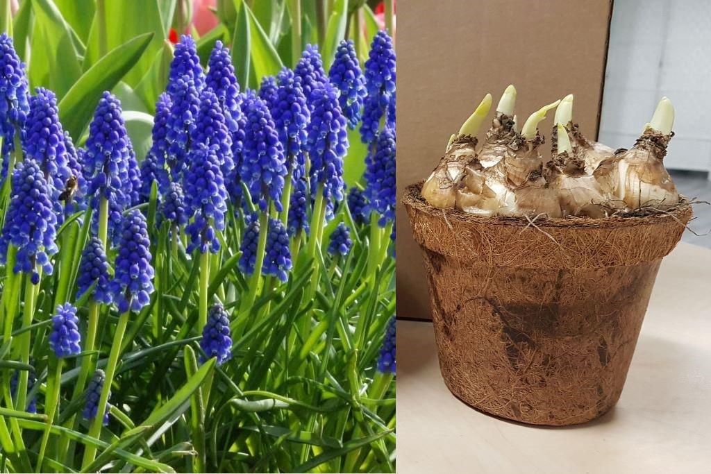 Potted Blue Grape Hyacinths - BIO