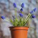 Potted Blue Grape Hyacinths - BIO