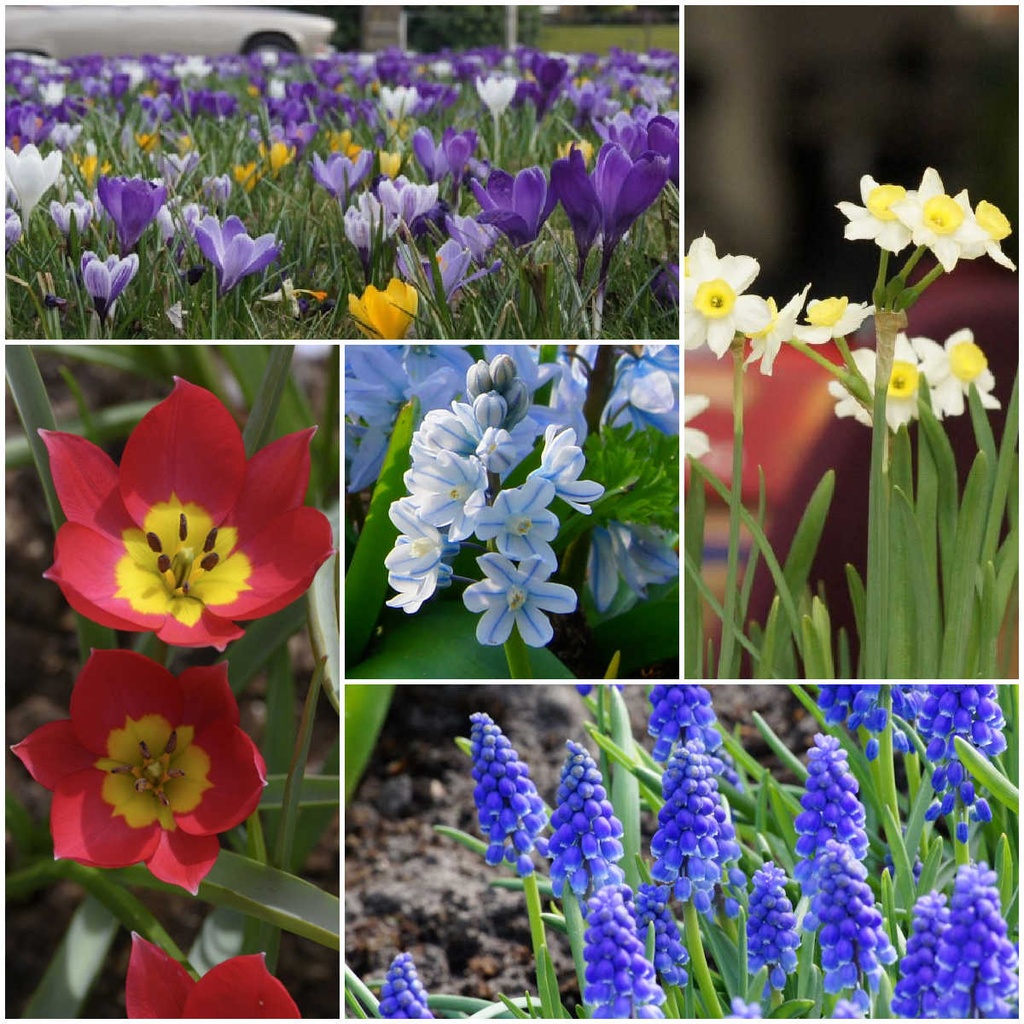 Collection Happy Bee Spring Garden S  - ORG
