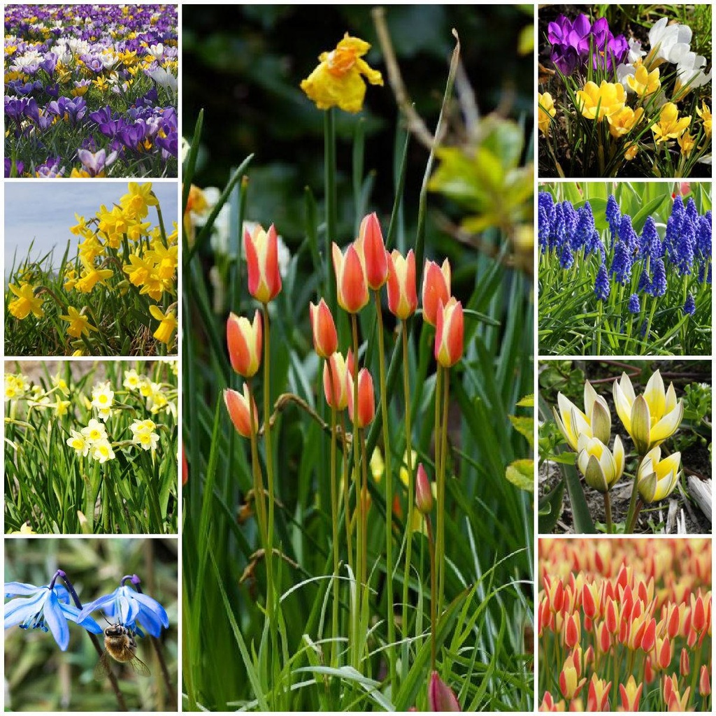 Collection Happy Bee Spring Garden XL - ORG