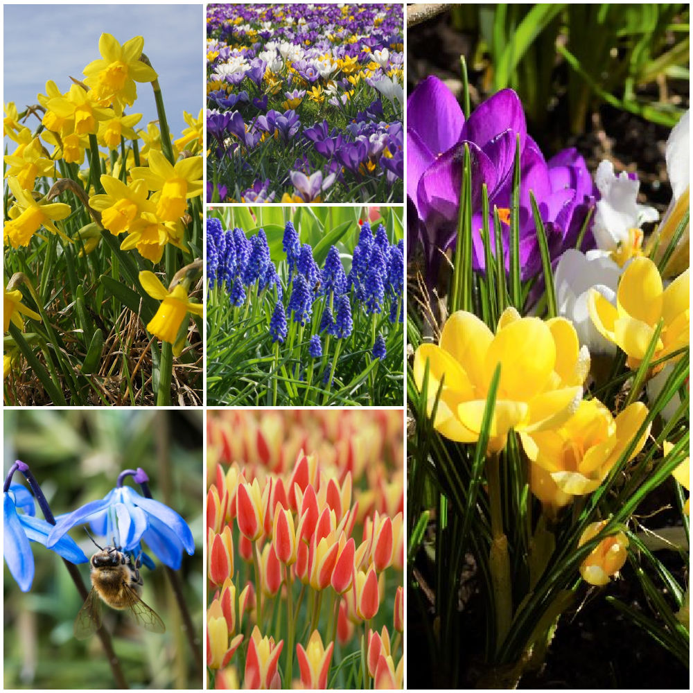 Collection Happy Bee Spring Garden L  - ORG