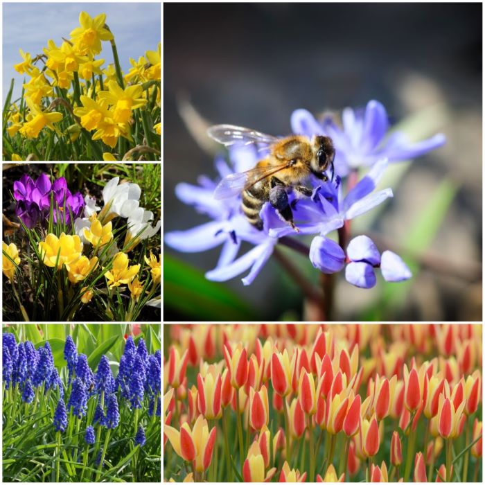 Paket bienenfreundliche Blumenzwiebeln L - BIO