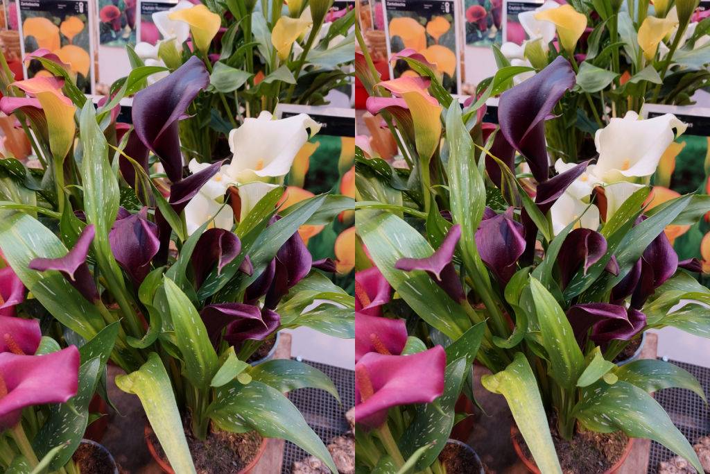 Calla Mix - ORG