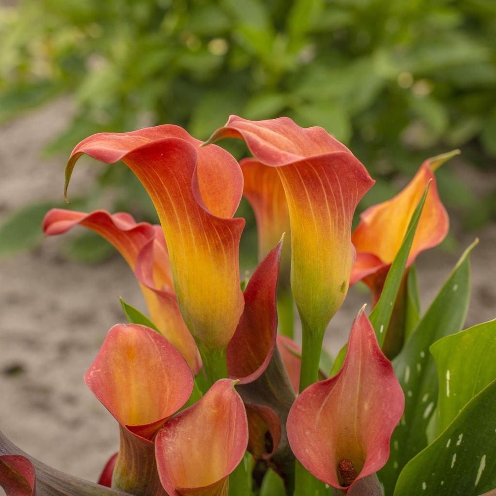 Calla Orange - ORG