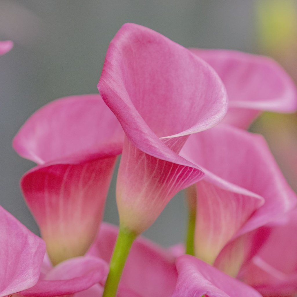 Calla Pink - BIO