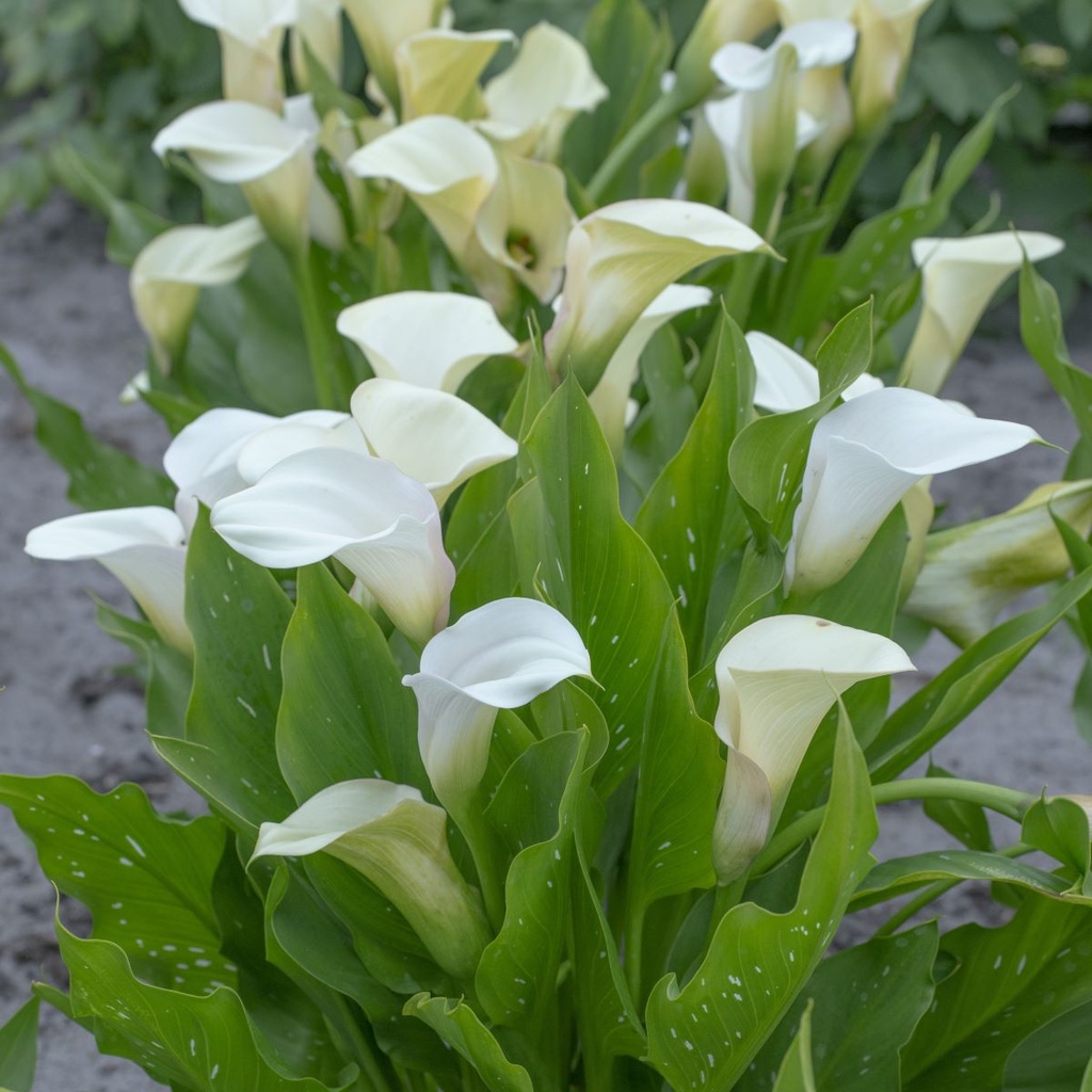 Calla Blanc - BIO