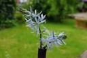 Camassia Cusickii