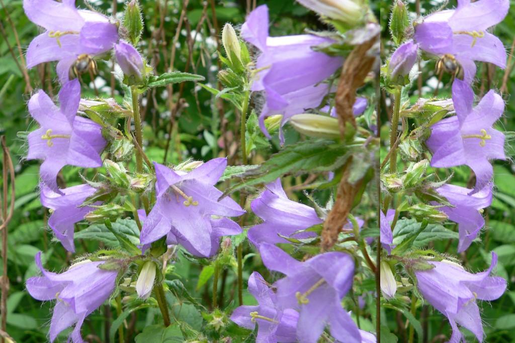 Campanula Trachelium - BIO