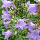 Campanula Trachelium - ORG