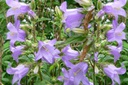 Campanula Trachelium - ORG