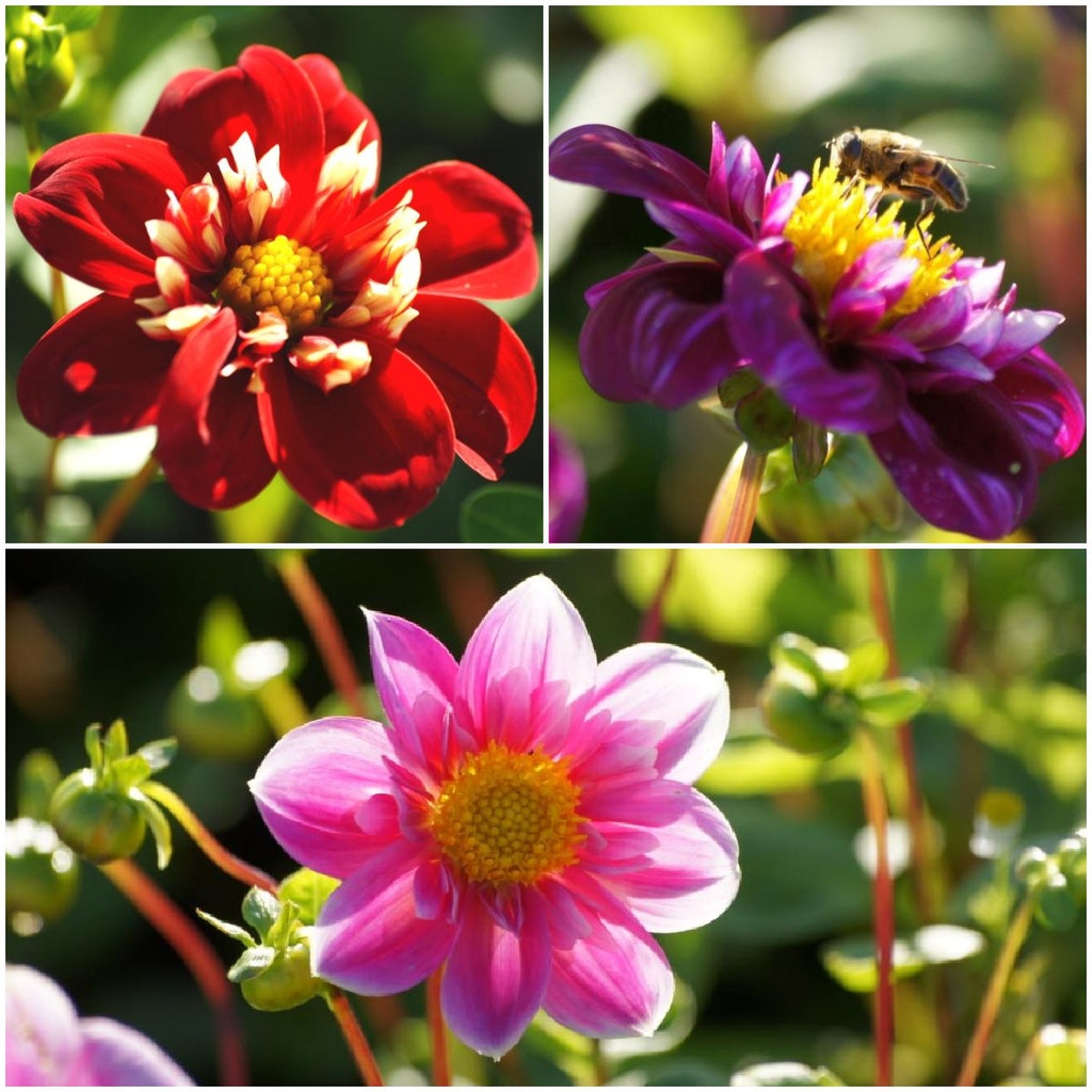 Dahlia Bee Mix Red-Pink 4 ST - ORG