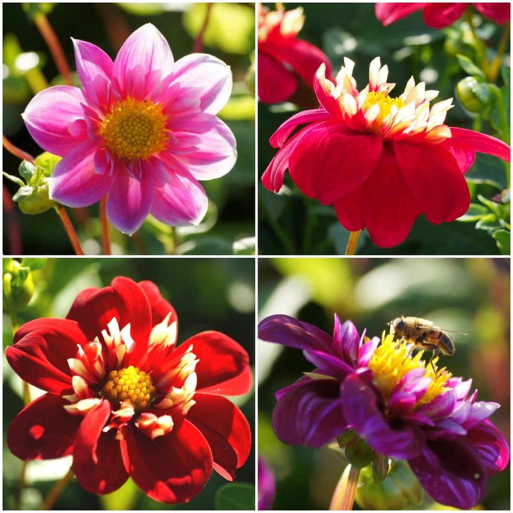 Dahlia Bienen Mischung Rosa-Rot 4 ST - BIO