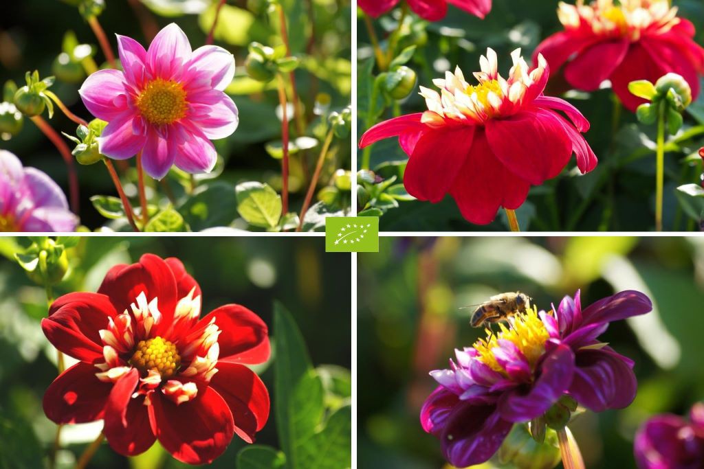 Dahlia bi-mix, röd/rosa 4 ST - BIO