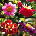 Dahlia Bee Mix Red-Pink 4 ST - ORG