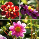 Dahlia Bee Mix Red-Pink 4 ST - ORG