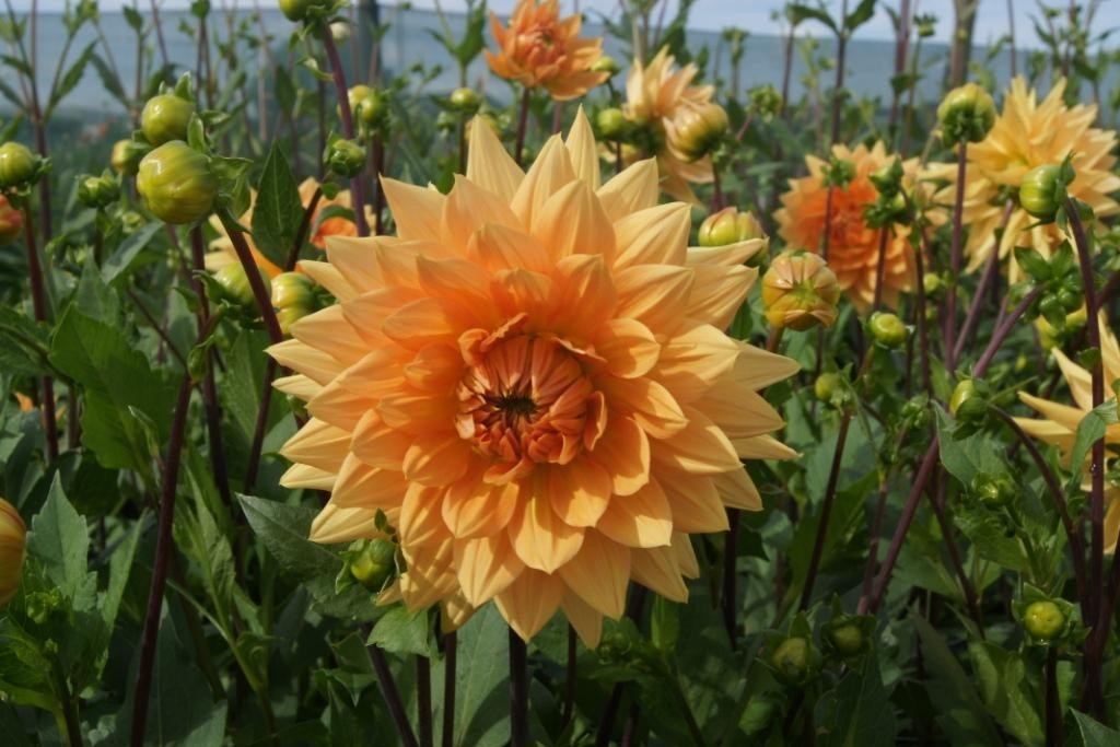Dahlia Glorie van Noordwijk - ORG
