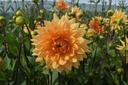 Dahlia Glorie van Noordwijk - ORG