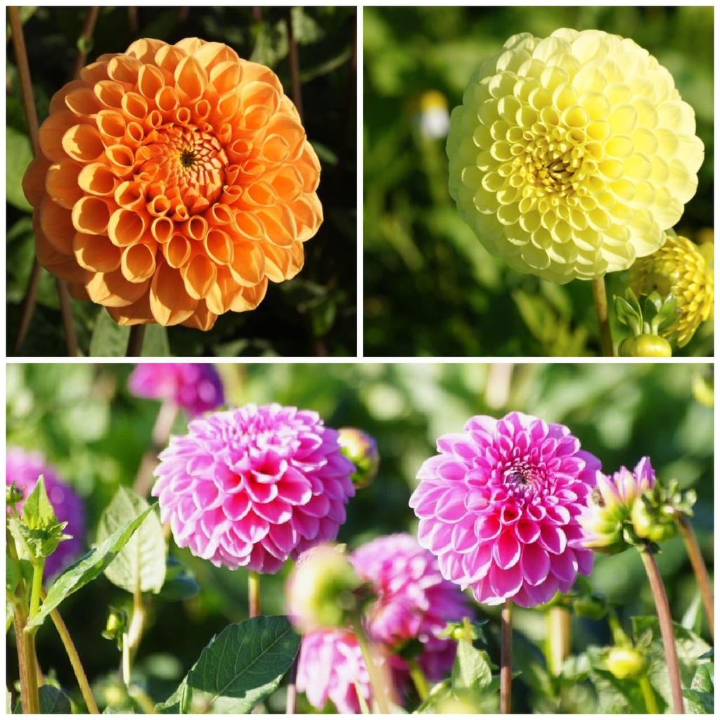 Ball Dahlia Mix V2 - ORG