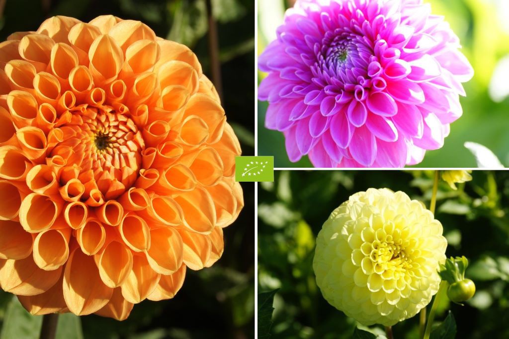 Ball Dahlia Mix V2 - ORG