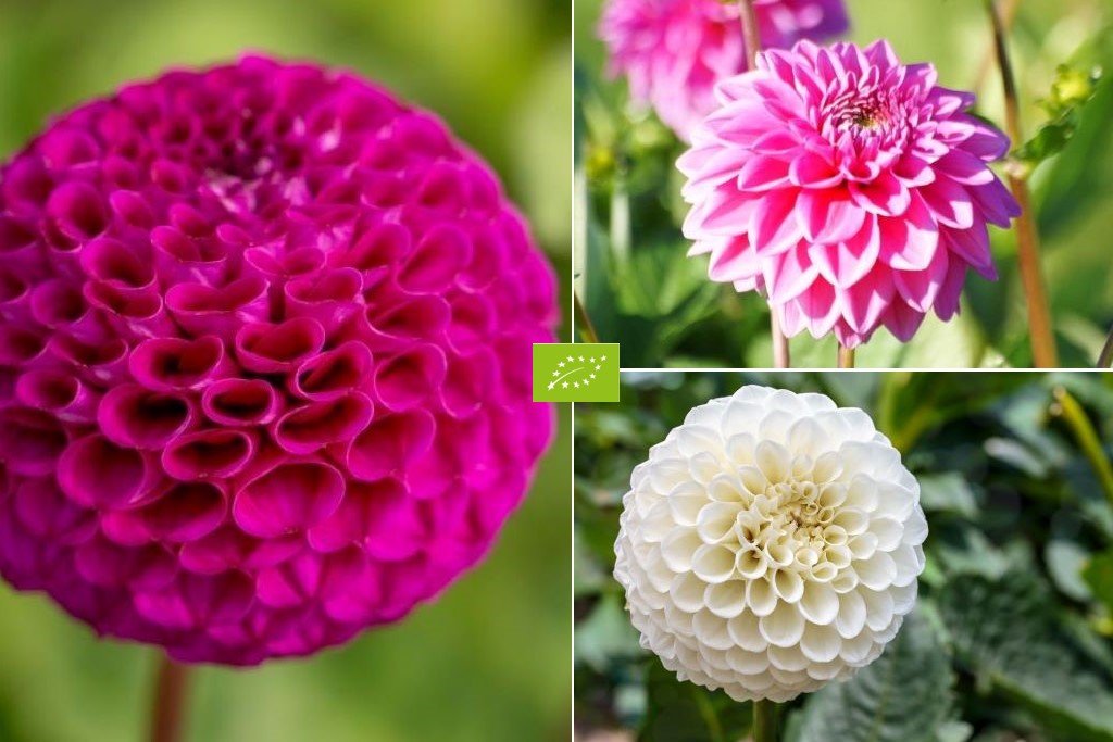 Ball Dahlia Mix - ORG