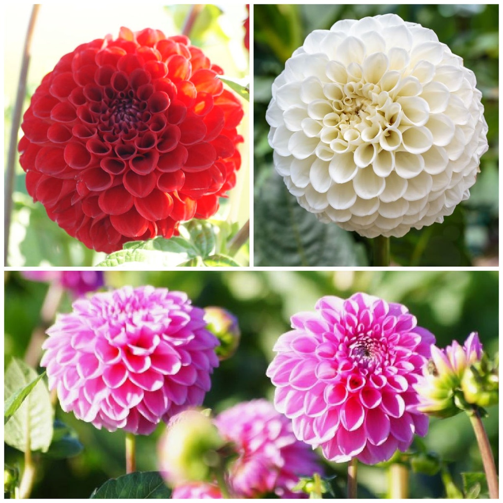 Ball Dahlia Mix - ORG