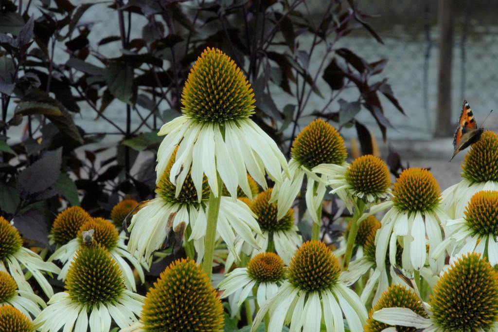 Echinacea Purpurea Alba - ORG