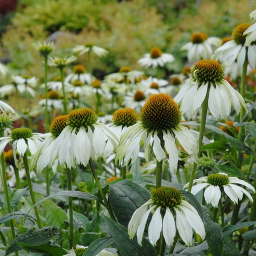 [B8010] Echinacea Purpurea Alba - BIO