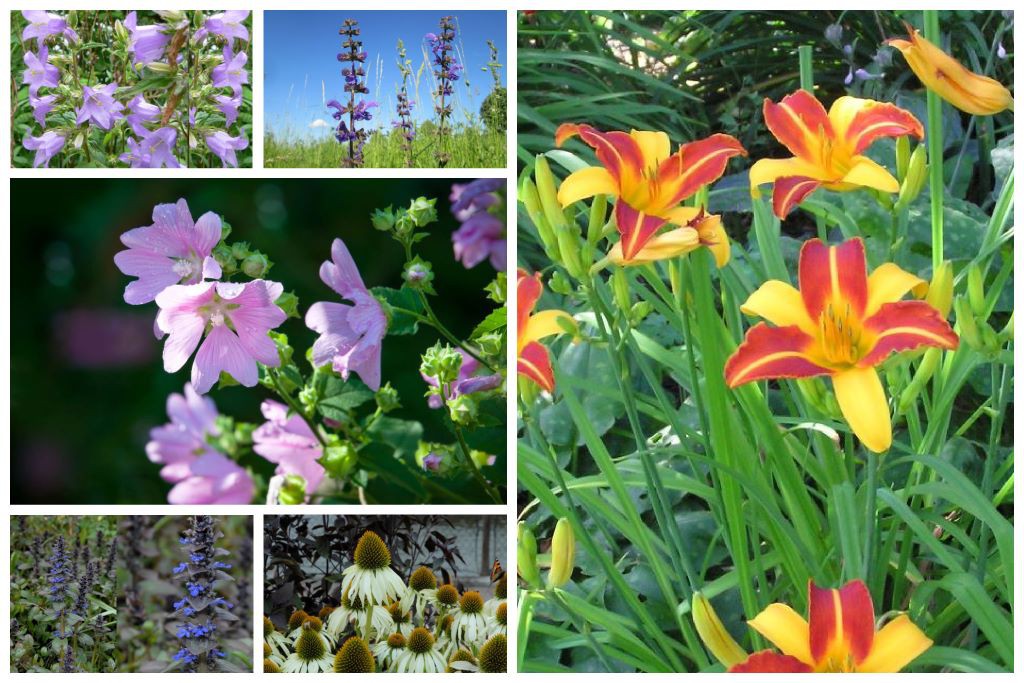 Essbarer Garten mit Stauden - BIO