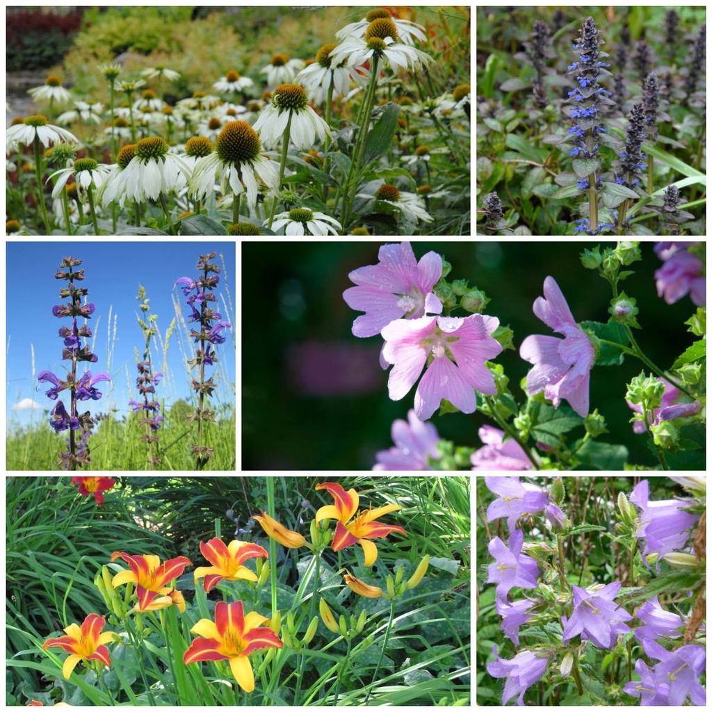 Essbarer Garten mit Stauden - BIO