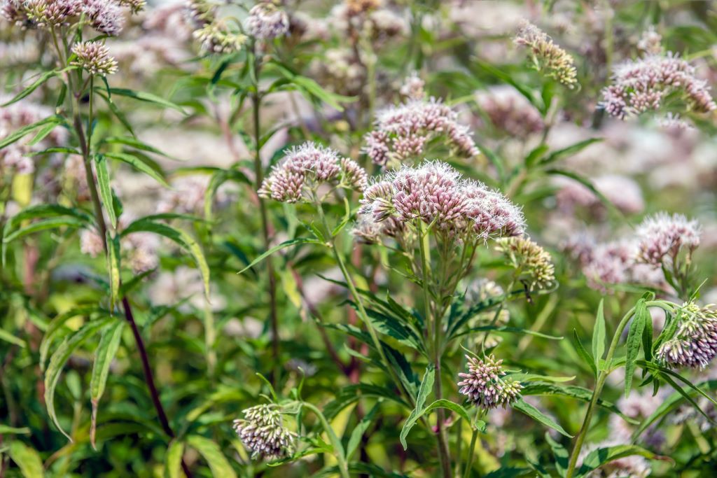 Eupatorium Cannabinum - BIO