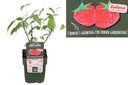 Framboise Sweet Sister buisson - BIO