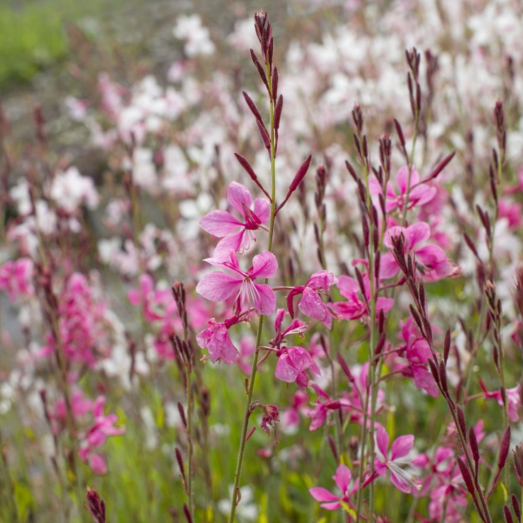 Gaura Gambit Rose - Prachtkaars - BIO