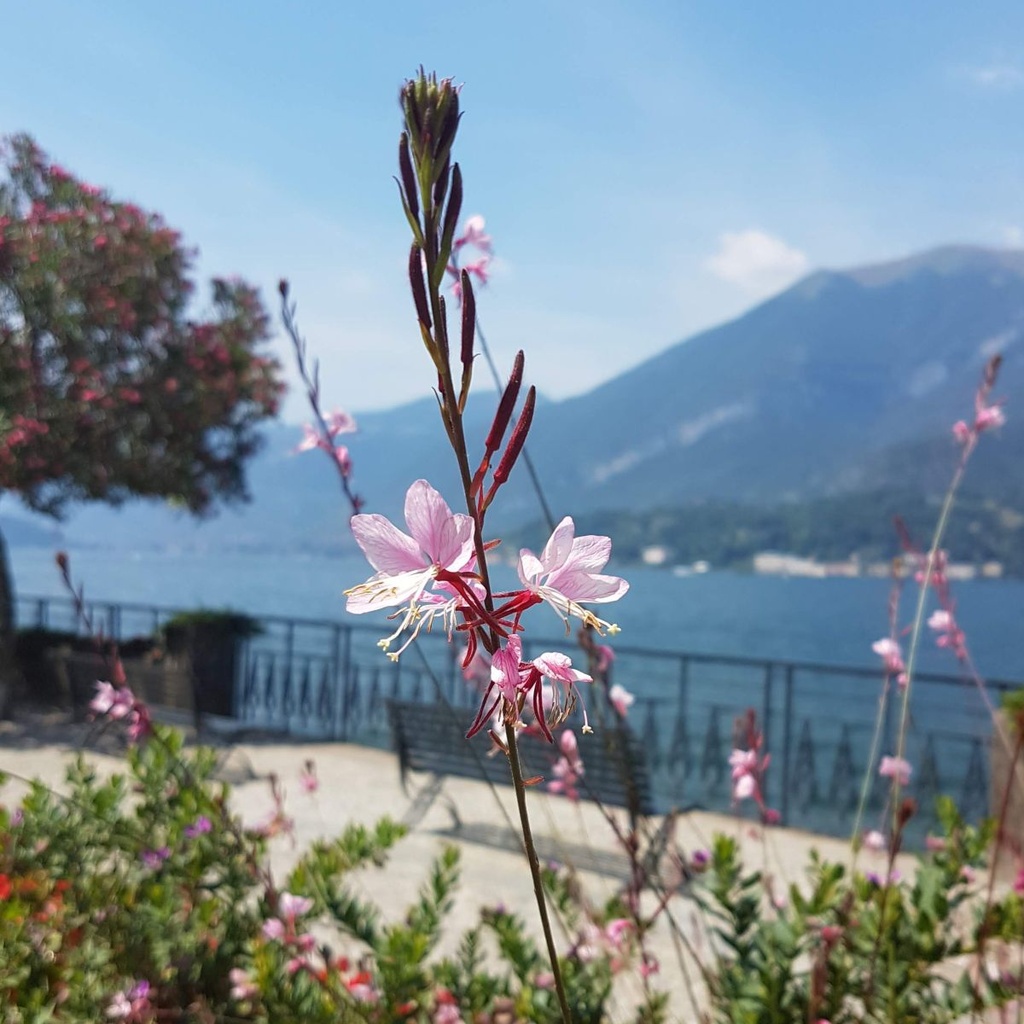 Gaura Sparkle White - Prachtkaars - BIO