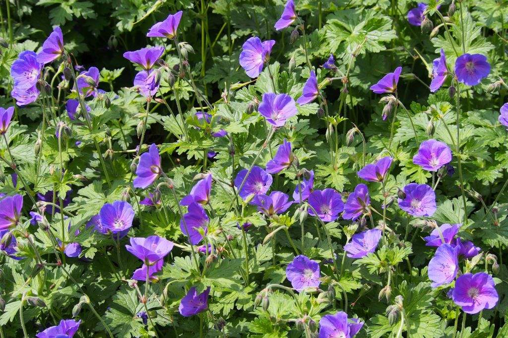 Geranium Johnsons Blue - ORG