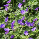 Geranium Johnsons Blue - BIO