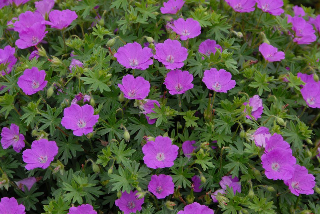 Geranium Sanguineum - ORG