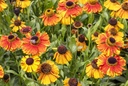 Helenium Sahins Early Flowerer - BIO