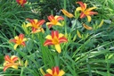 Hemerocallis Frans Hals - BIO