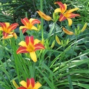 Hemerocallis Frans Hals - ORG