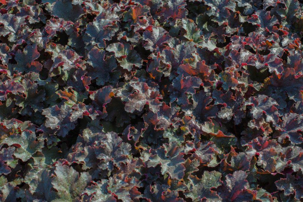 Heuchera Chocolate Ruffles - ORG