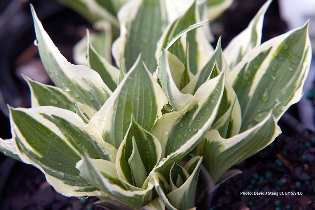 Hosta Patriot - ORG