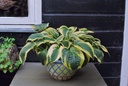 Hosta Wide Brim - ORG