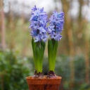 Jacinthe Bleu de Delft en Pot - BIO